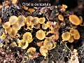 Orbilia delicatula-amf2101